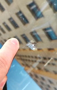 Rock Chip Repair